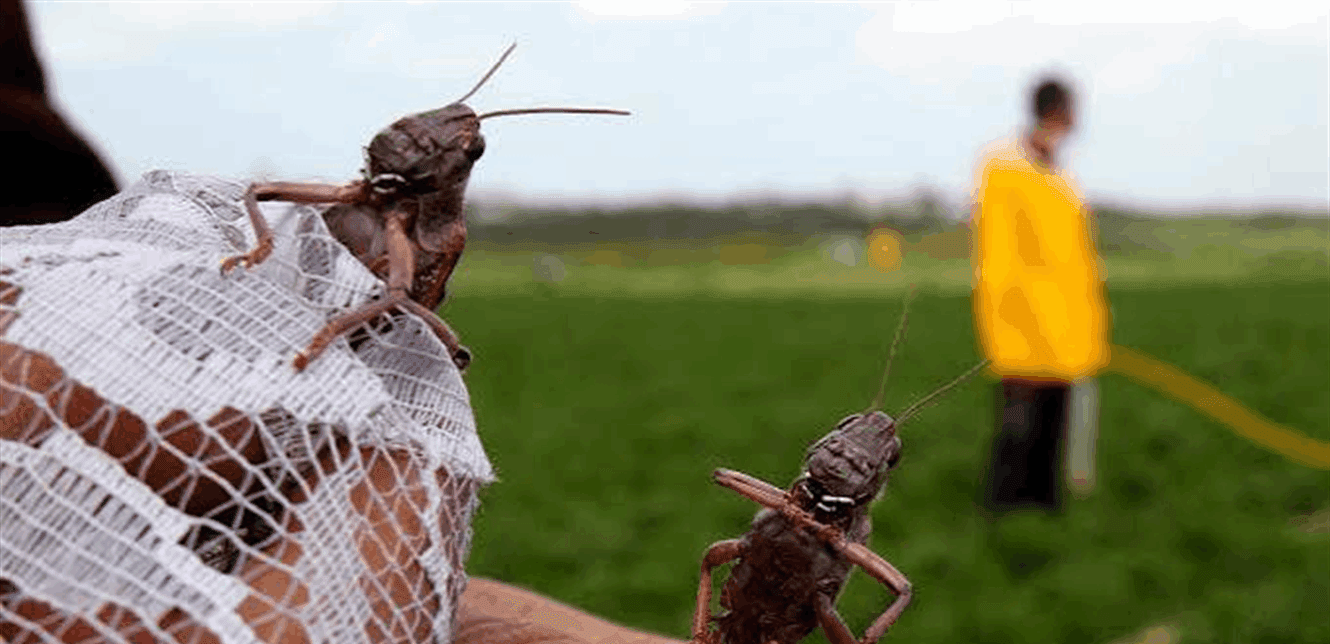 Locusts Spread in Syria