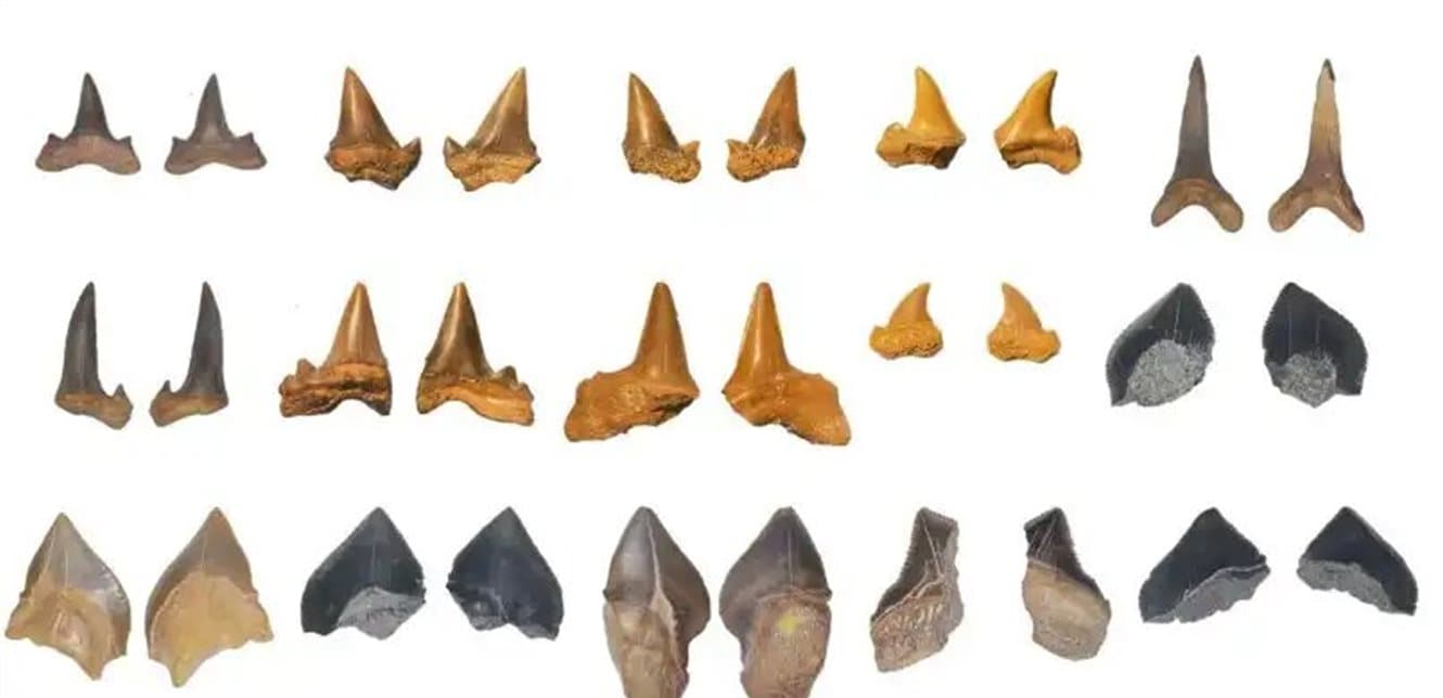 Shark tomb found in desert