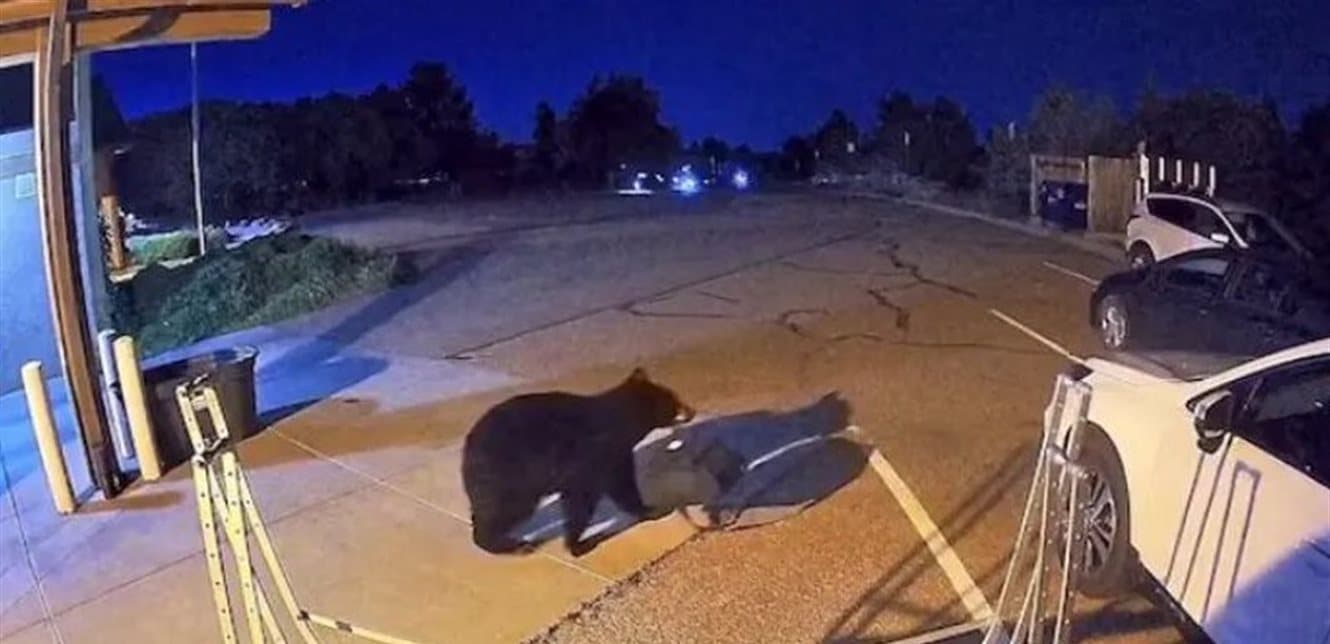 Drought Causes Bear Invasions