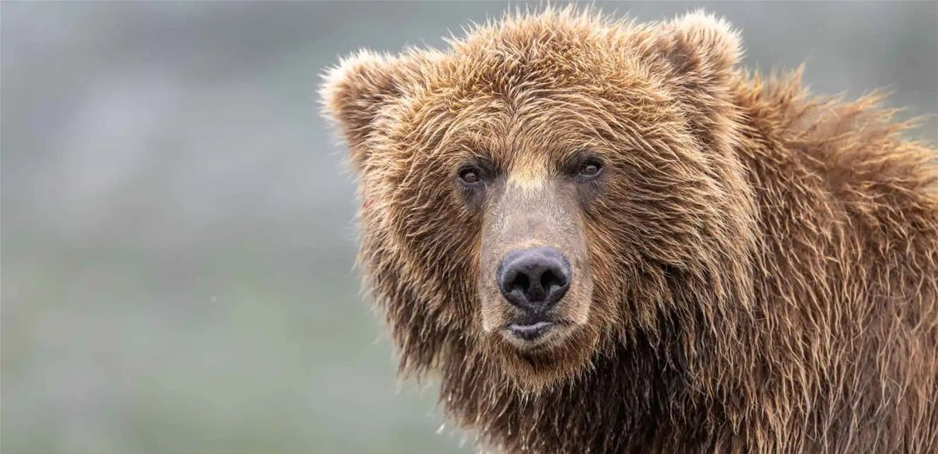 Hotel staff encounters wandering bear
