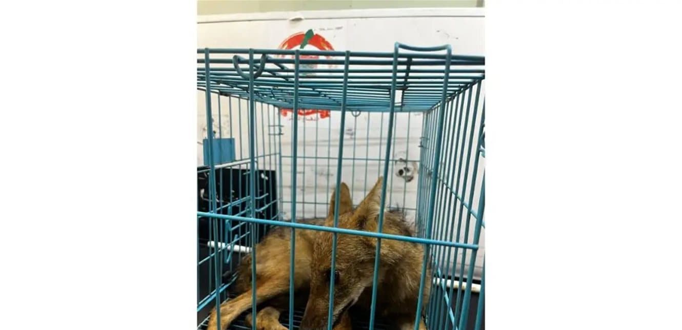 Wild Animal Rescued from Net in Basaba