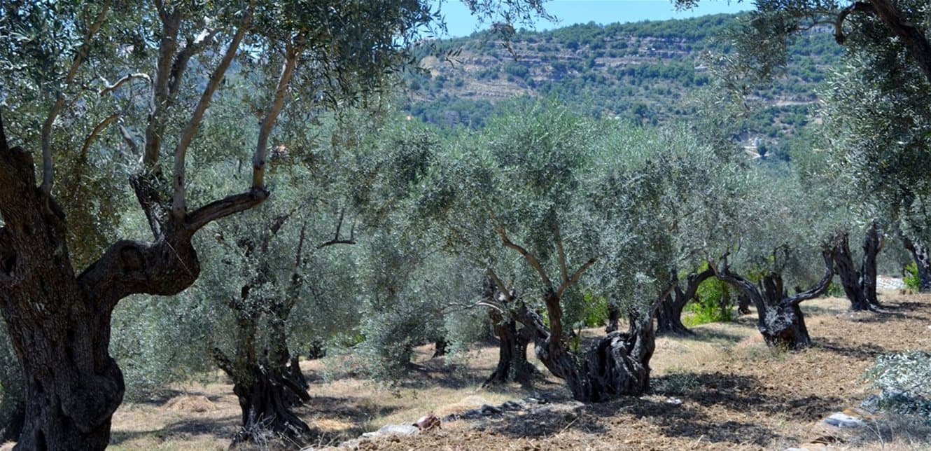 Lebanese agriculture shifting from wheat to olives