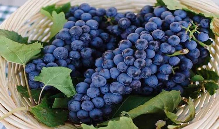 Benefits of Grape Pomace Lebanese Forces