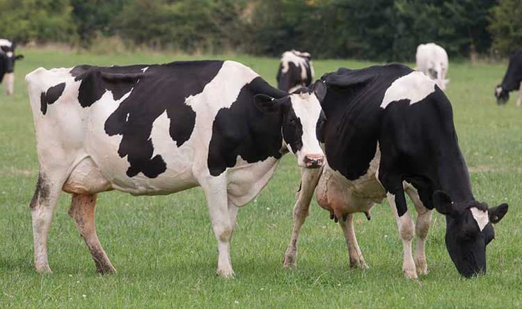 Lebanese Forces on FMD Vaccination