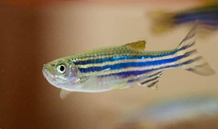 Fish becomes environmental threat