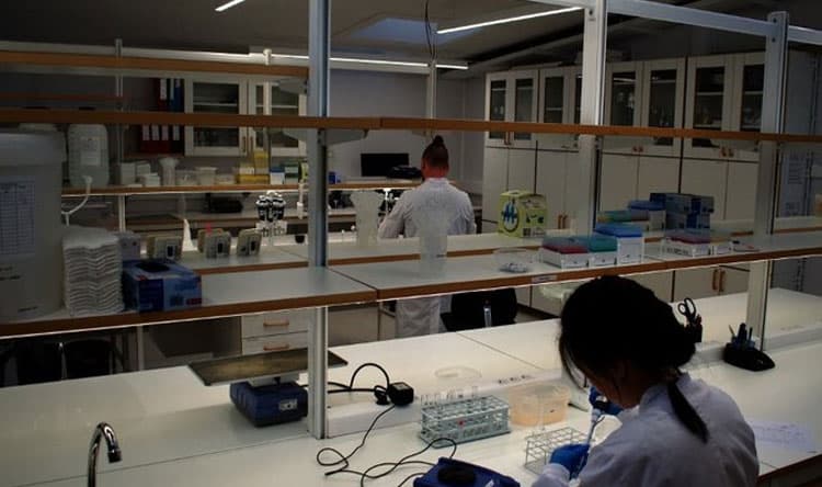 Experimental Drugs Show Promise for Fatty Liver