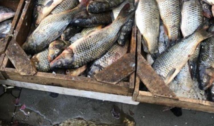 Top fish for health and weight loss