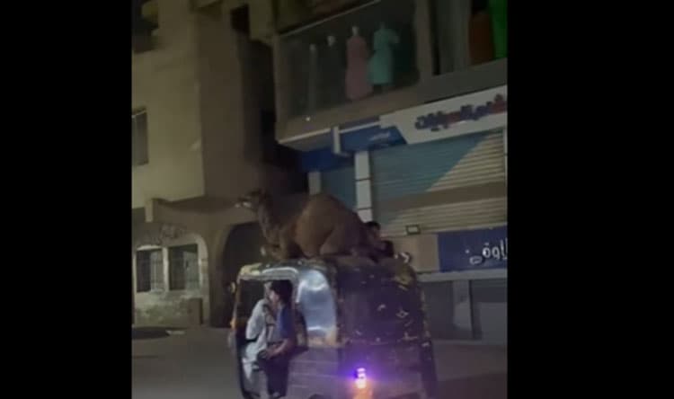 Tuk Tuk Transports Camels in Egypt