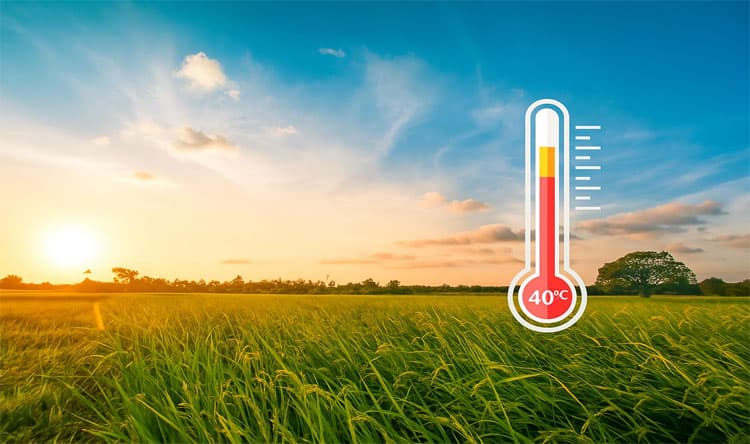 الزراعة تصدر إرشادات لمواجهة الحر