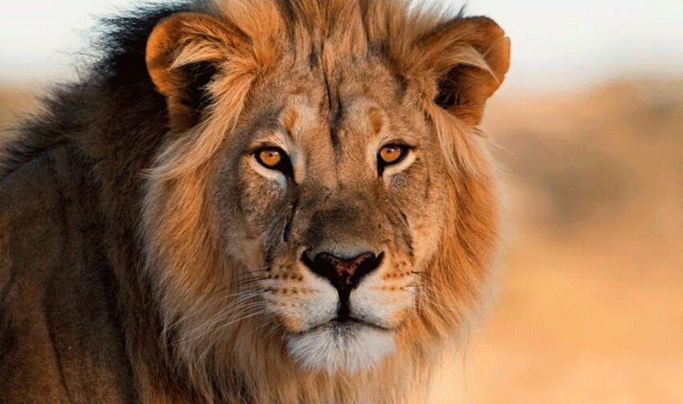 Lebanon Captures Lion as Ministry Acts