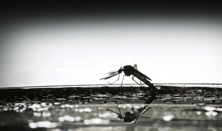 Lebanese Forces Report on Drug-Resistant Malaria