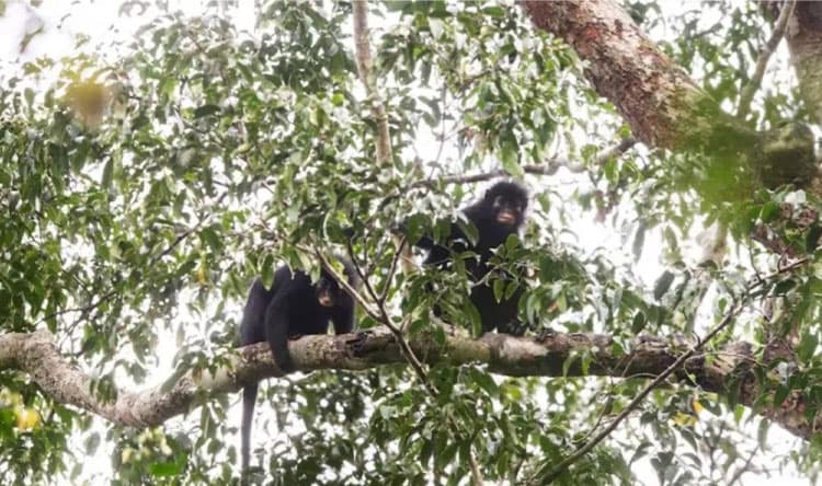 New monkey species found in Congo