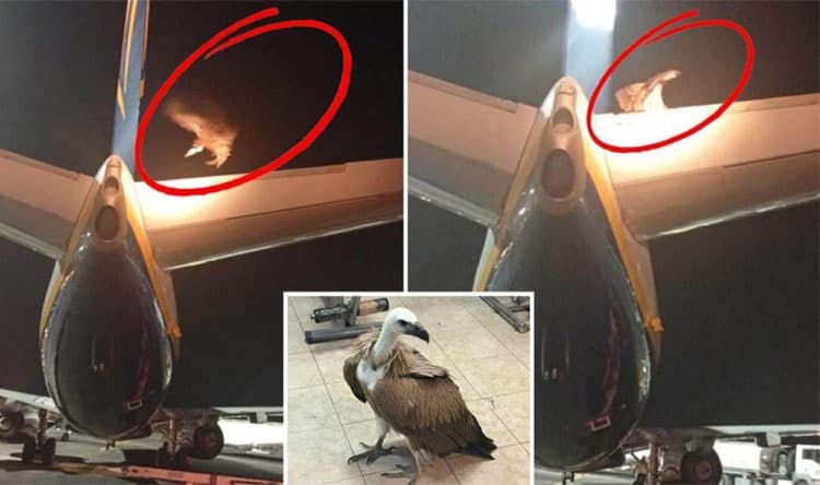 نسر ضخم يعطل رحلة في اليونان