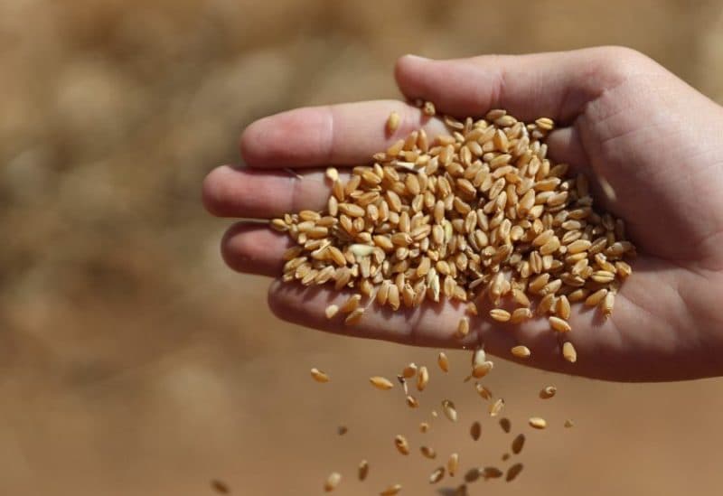 Wheat prices climb after drone strike on Russian grain terminal