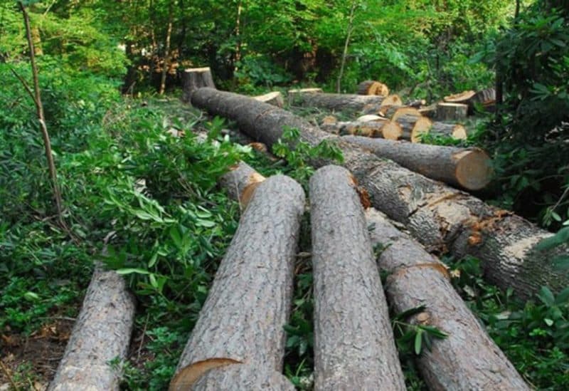 Colombia's deforestation hits 20-year low