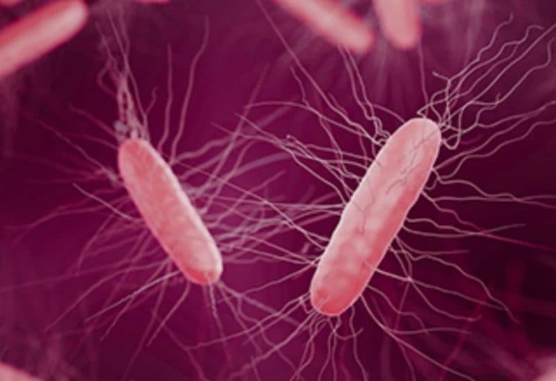 Study warns of asymptomatic infant gut impact from C difficile