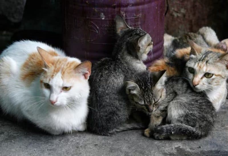 Vietnam: 12 Arrested for Cat Theft