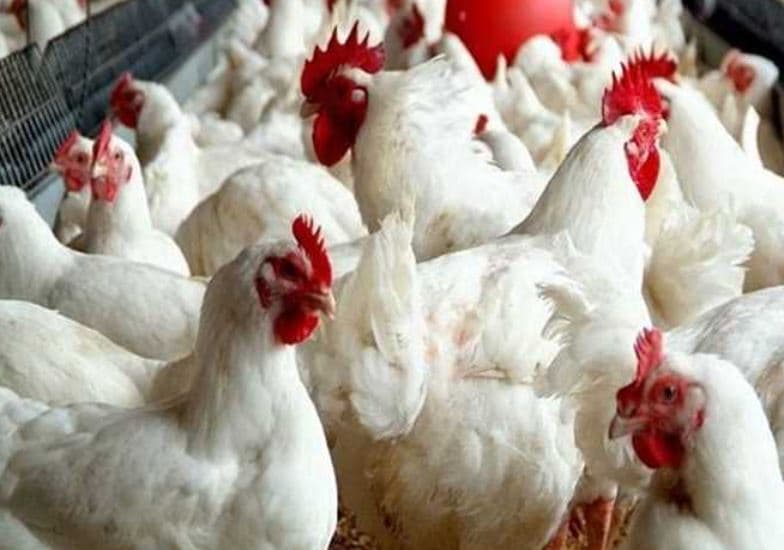 شعبة الدواجن: خروج بعض المنتجين وخسائرهم