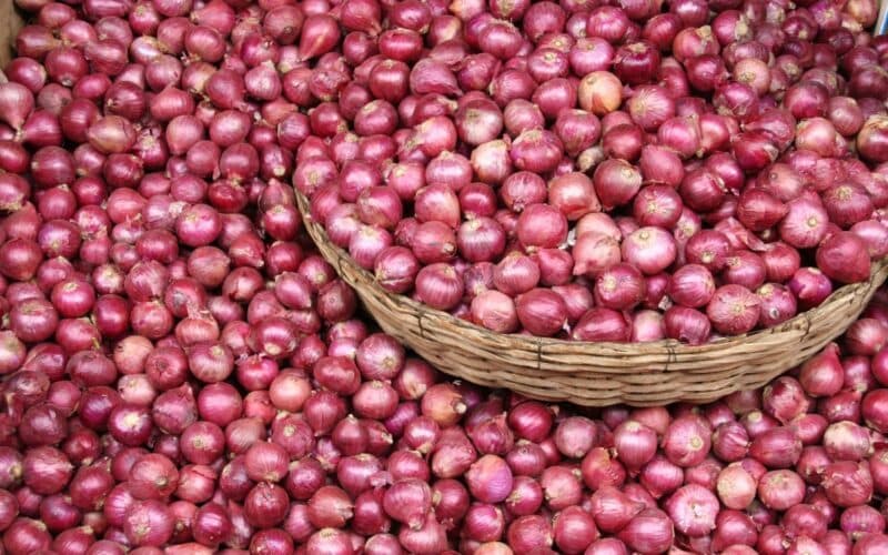 البحوث الزراعية تؤكد فائض البصل وارتفاع الأسعار