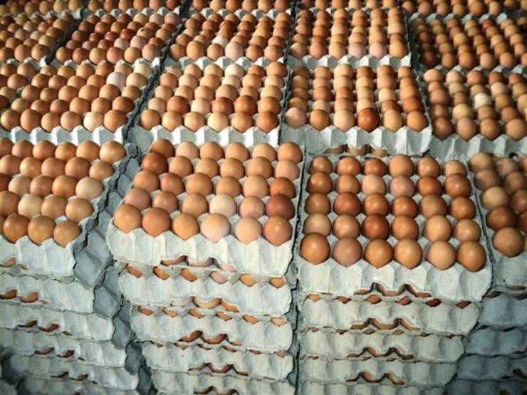 منتجو الدواجن: مصر تتداول البيض طبيعيا