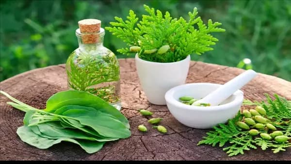 ماهر والي : النباتات الطبية مربحة و نقص العمال يهدد الزراعة