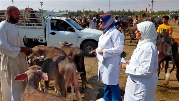 تراخيص وتسجيلات الثروة الحيوانية في سبتمبر