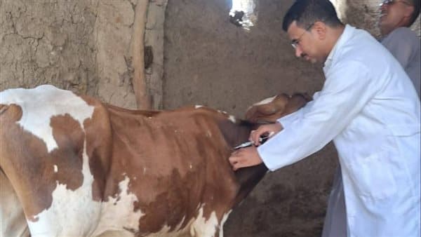 حملة قومية لتحصين الماشية غدا في قنا