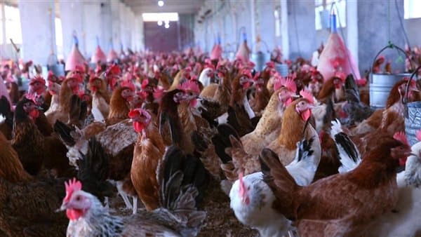 انخفاض غير متوقع في أسعار الفراخ اليوم