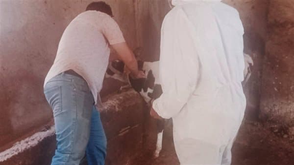 مشاركة واسعة في حملة تحصين الماشية بالبحيرة