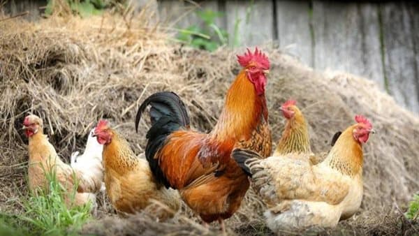 انخفاض اليوم في سعر الفراخ بالبلدي والبيضاء