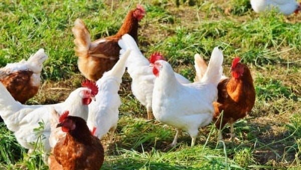 انخفاض في أسعار البيضاء والبلدي اليوم