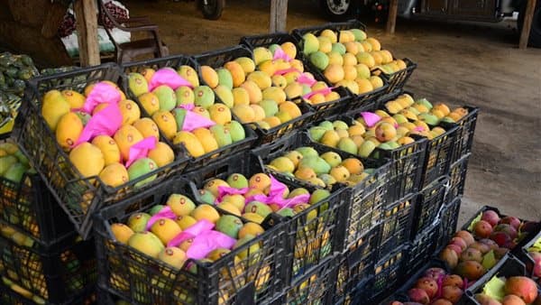 أسعار المانجو اليوم الاثنين