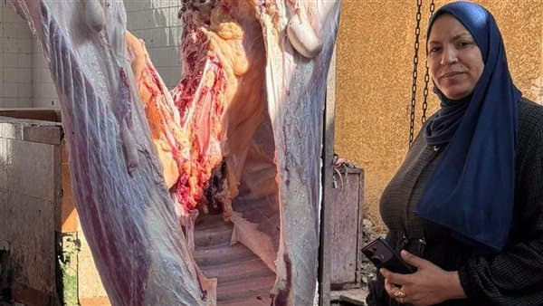 إعدام بقرة مصابة بالسل في مجزر الزرقا