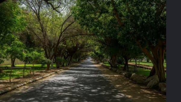 خبير بيئي يحدد أشجار مقاومة للتلوث في مصر