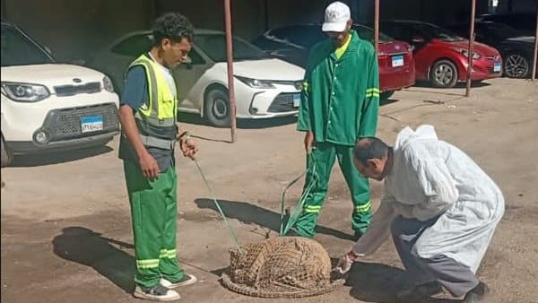 الدقهلية تحرص على مكافحة الكلاب الضالة في حي شرق المنصورة