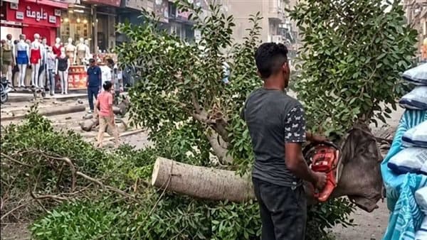تكرار قطع الأشجار في مصطفى حافظ رغم التوجيه
