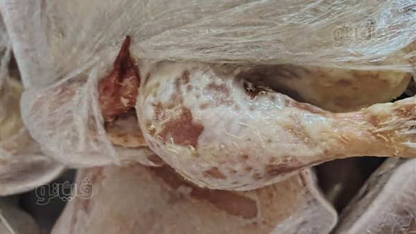 ضبط دواجن منتهية الصلاحية بمطعم في بورسعيد