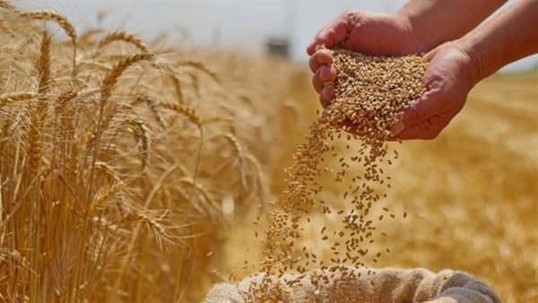 ماهر والي يقترح خطة لزيادة إنتاج القمح في مصر