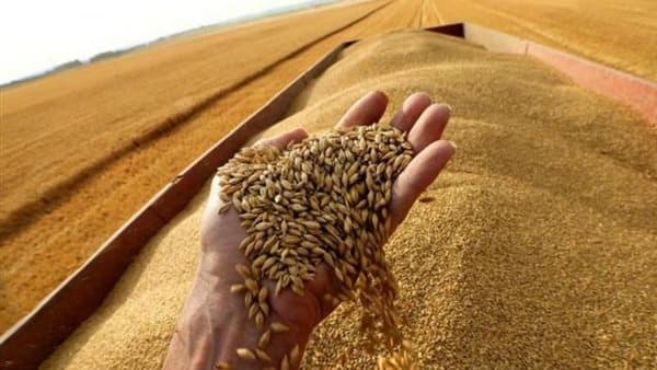 مصر توسع زراعة القمح وتطرح أصنافا جديدة