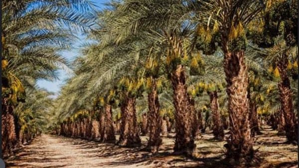 خبير يطالب الحكومة بوقف خسائر نخيل