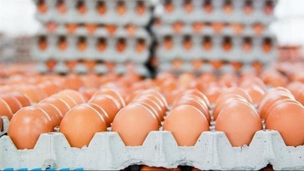 سعر كرتونة البيض اليوم الأحد في بورصة الدواجن