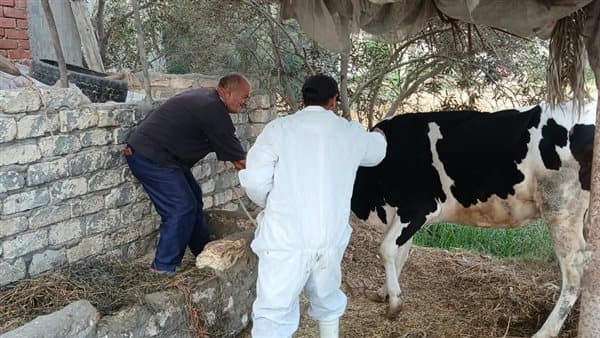 تحصين 45 ألف حيوان بفايد بالإسماعيلية