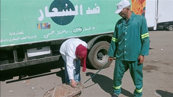 محافظ الدقهلية يراجع جهود مكافحة الكلاب الضالة في بلقاس