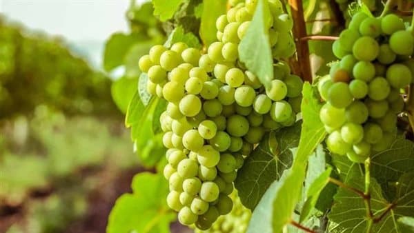 تفسير حلم العنب الأخضر والترقية في العمل