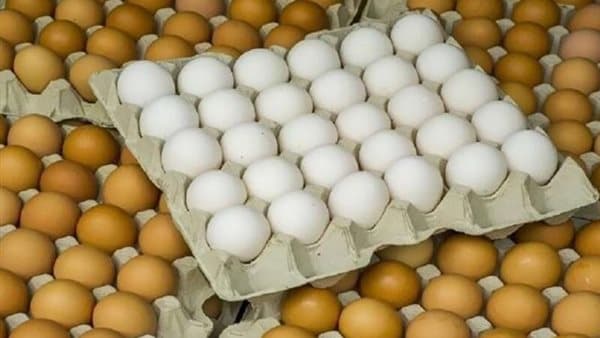 تغيرات سعر البيض في بورصة الدواجن اليوم