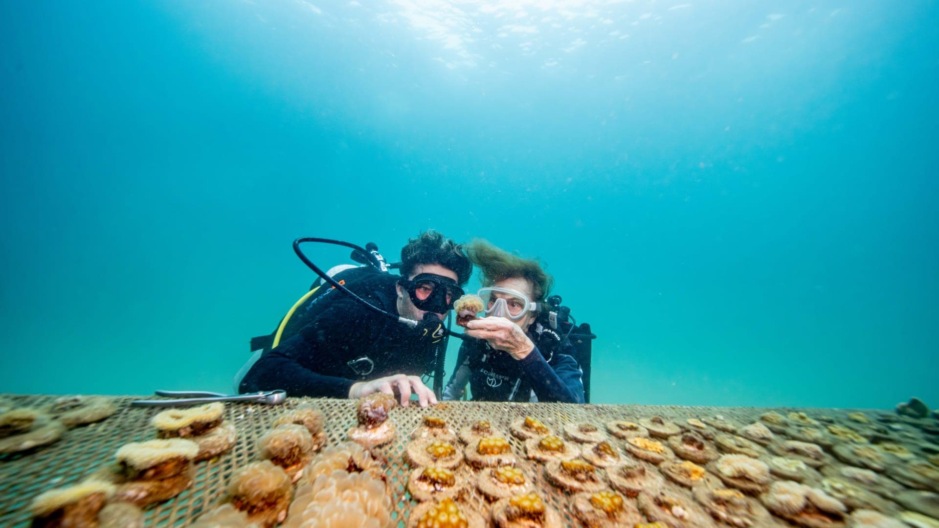Marine advocates suggest 5 ways to protect oceans