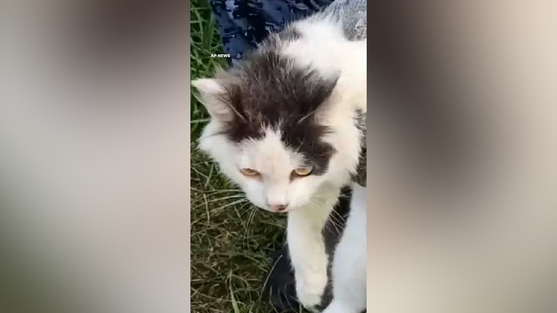 Cat caught trying to smuggle drugs into Russian jail
