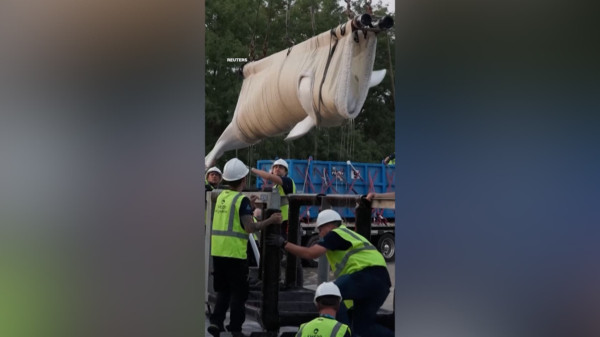 Beluga whales transported from Canada to US