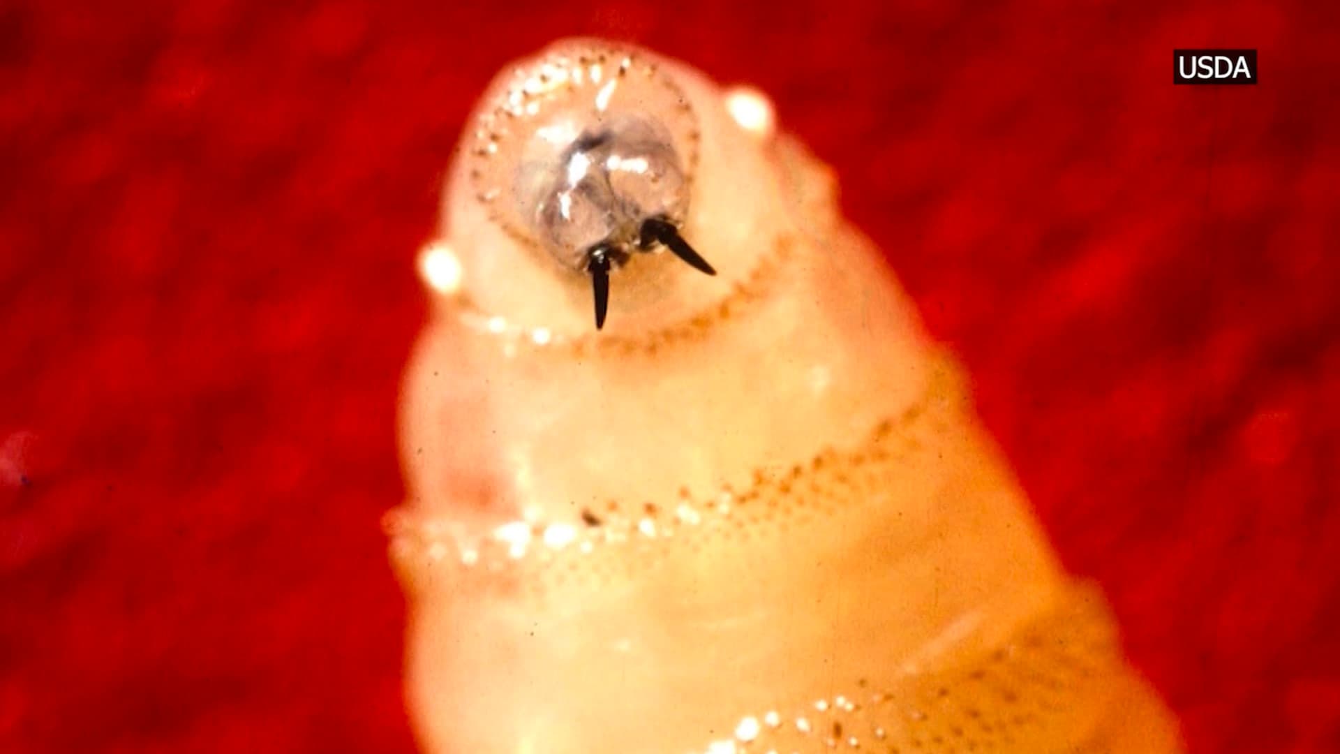 Rise in Disease-Transmitting Insects This Summer