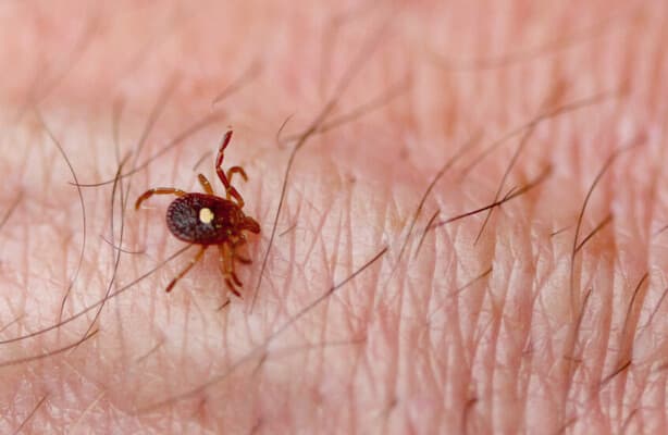 New York reports first Bourbon virus case